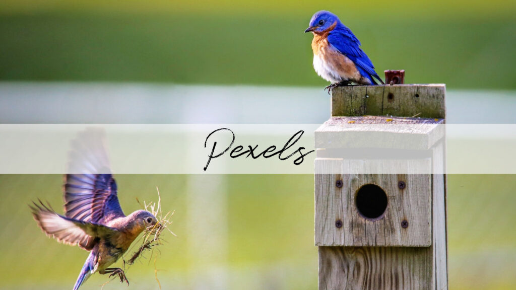 Two bright blue birds, one sitting on top of a weathered wooden birdhouse and the other flying toward the birdhouse with fully opened wings and dried grass in its beak. Shown as an example of a free image to paint on the Pexels website.