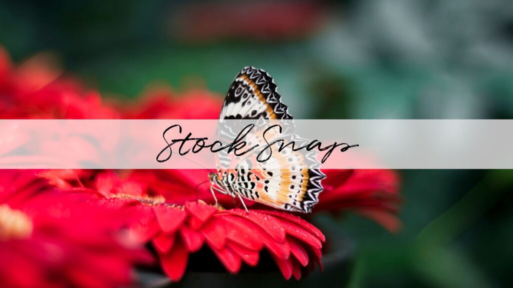 An orange, black, and white butterfly sitting on the petals of a bright red gerbera daisy. This is an example of the kind of images you can find on the StockSnap website.