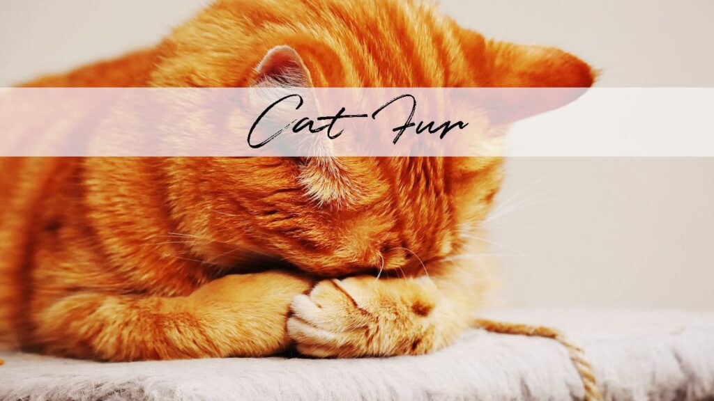 Close up of an orange tabby cat with it's paws covering it's face. This image shows the different color variations of the fur and the direction that cat fur grows. Both are very important to note when painting a cat portrait.
