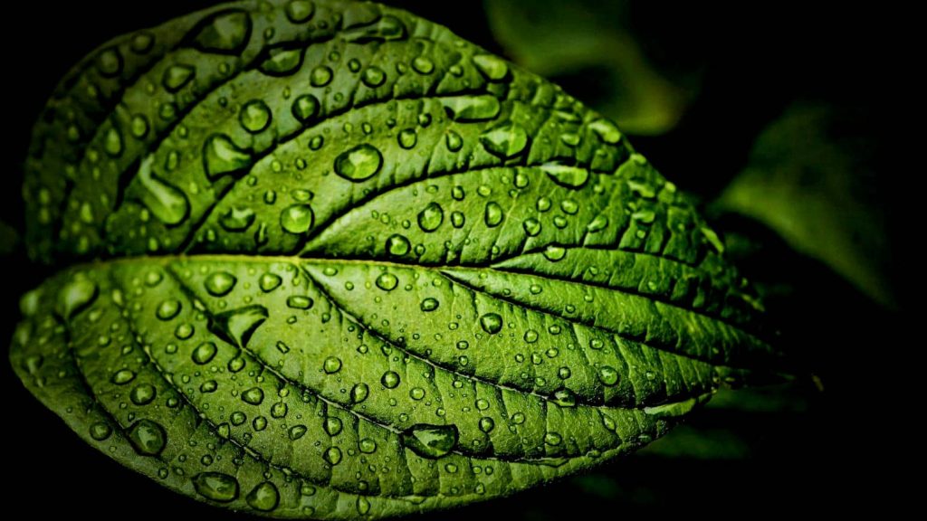 A closeup of a dark green leaf covered in water droplets on a black background.