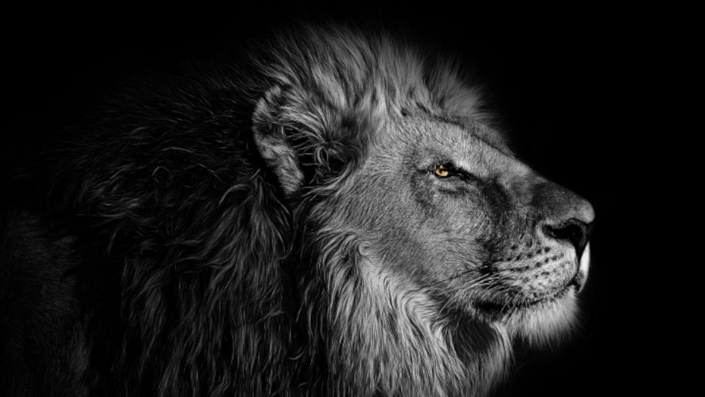 A side view of a black and white lion, on a black background, with a yellow eye.