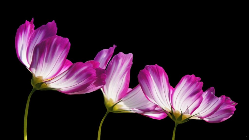 Three purple-pink and white flowers on a black background.