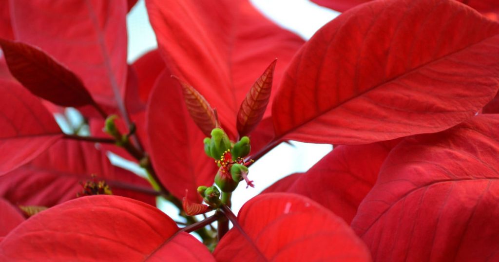 A close up of a red poinsettia to show the highlights and the one feature that makes painting the highlights on a poinsettia so easy