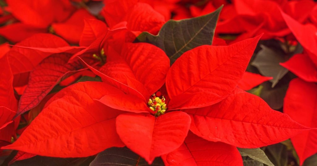 Red Poinsettias showing the shape of leaves and "petals"