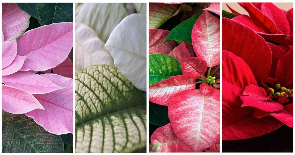 Four Poinsettias, each in a different color; pink, white, red and white, and red
