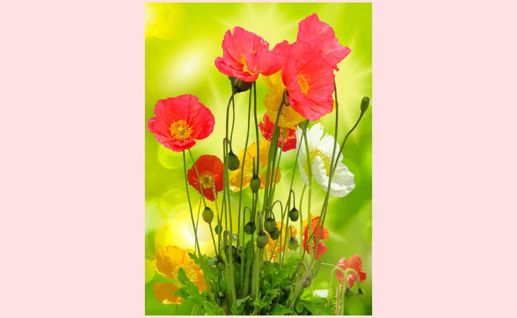 A bouquet of red poppies, with other white and yellow flowers, on a bright green background