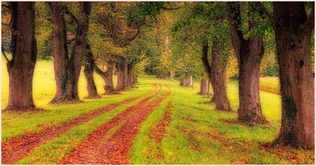 A tree lined red path that curves out of sight showing an excellent example of how to use a vanishing point in art when dealing with curved lines.