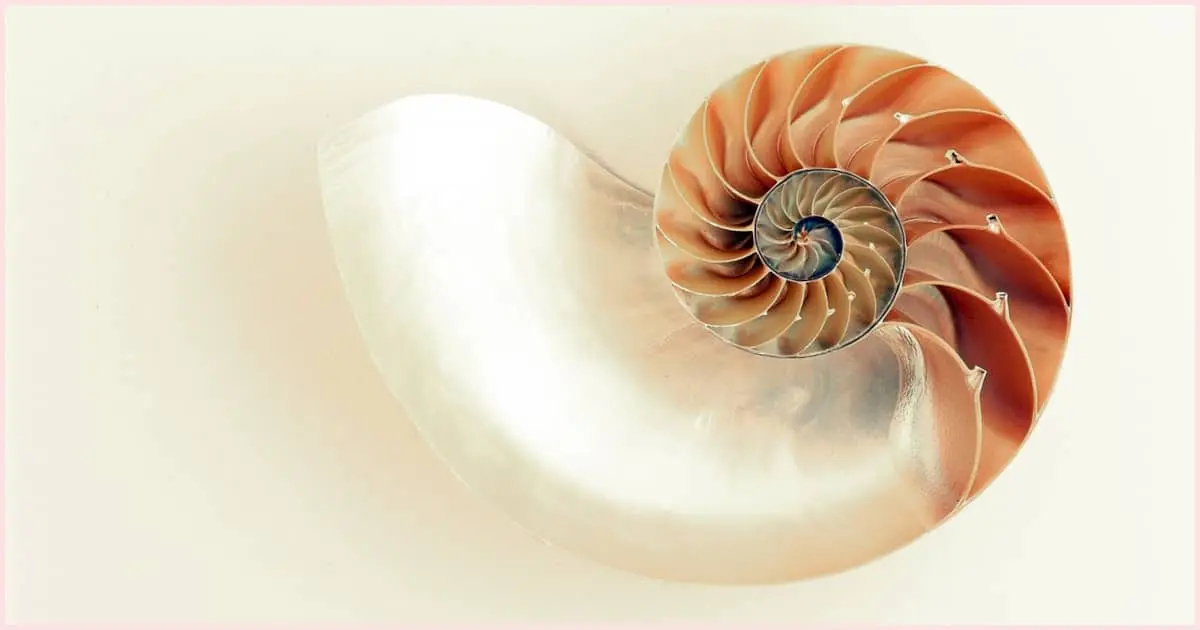 A pearlescent nautilus shell shows how proportion in art can also  be found all around us. In this case, the spiral nature of the shell is a perfect example of the Golden Spiral method.
