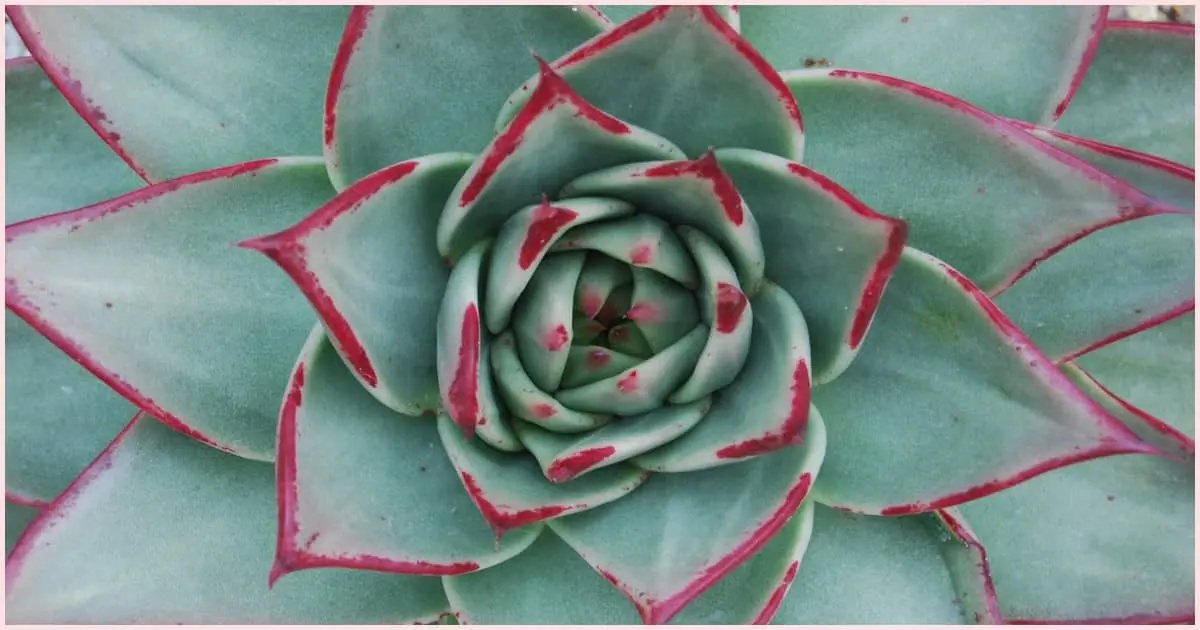 A green plant with red edging all along the outside edge of each leaf. The leaves are tightly coiled and spiraling in a more open pattern. This is a great representation of the Golden Spiral as it's found in nature.