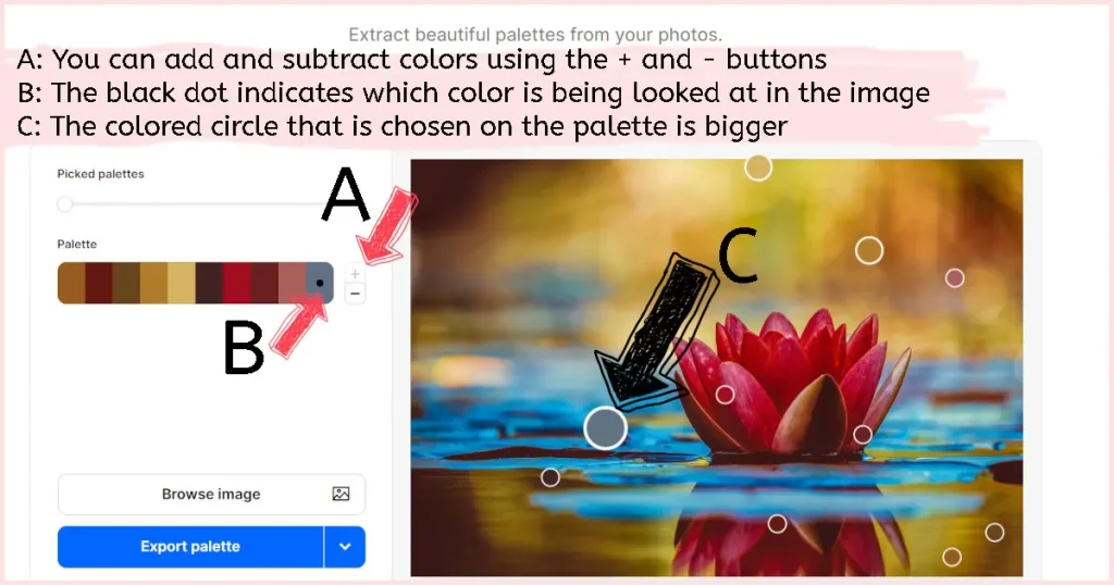 The same screen as above but with a new photo of a bright pink water lily floating on bright blue water. The letters A, B, and C, with arrows, point at the plus and minus buttons, a black dot that appears on a color in the color palette, and one of the different colored circles overlaying the waterlily image. This shows you how to add or subtract colors from your palette, and that the color, on the palette, with the black dot corresponds to the largest of the colored circles overlaying the photo.