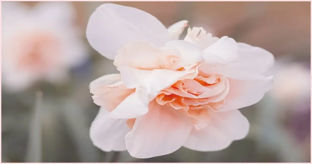 A soft pink double petal daffodil. Daffodils can be painted in a variety of colors.