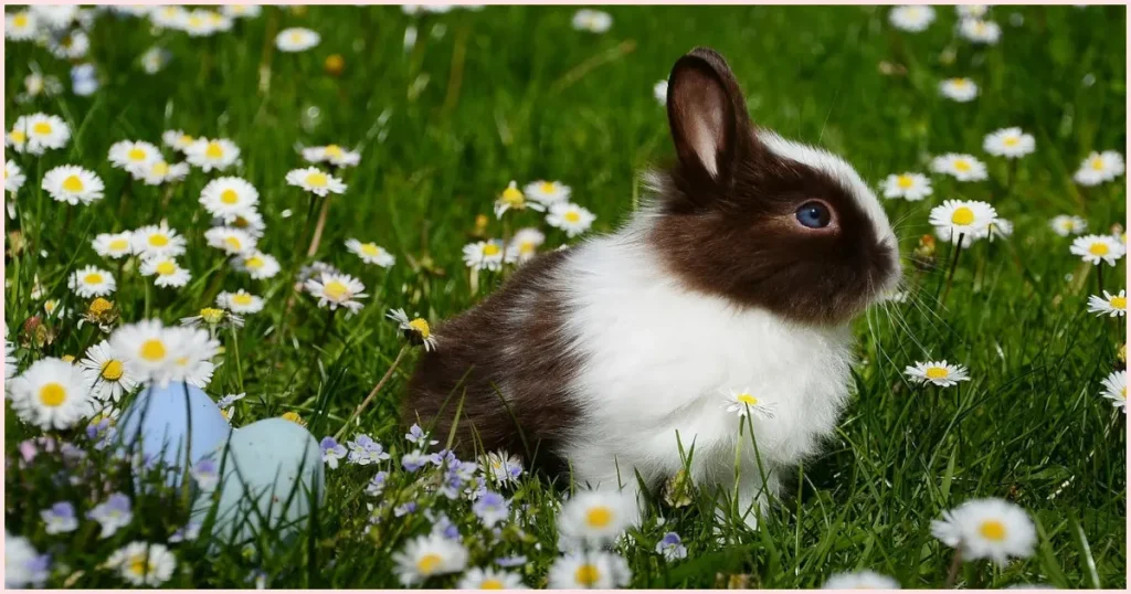 A rabbit with dark brown and white fur sitting in a field of dark green grass and white daisies.